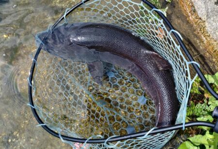 人が少ないと釣りやすい ～フィッシングパーク高島の泉～